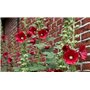 Soteer Seed House - Rose trémière 'Mélange' Assortiment de graines de fleurs vivaces Assortiment de roses trémières trémières (1