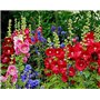 Soteer Seed House - Rose trémière 'Mélange' Assortiment de graines de fleurs vivaces Assortiment de roses trémières trémières (1