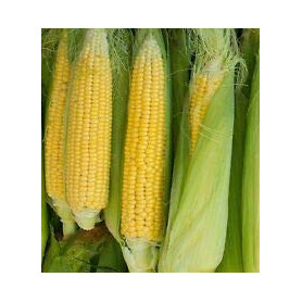 Risala Sweetcorn Golden Bantam Lot de 50 graines de maïs