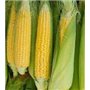 Risala Sweetcorn Golden Bantam Lot de 50 graines de maïs