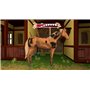Bibi & Tina at the Horse Farm PS4 Game