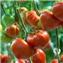 Graines certifiées biologiques prêt à Pousser Minigarden