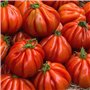 Tomate Cœur de bœuf "Cuor di bue", Graines certifiées biologiques prêt à Pousser Minigarden, 100% Naturelles sans Propagateurs C