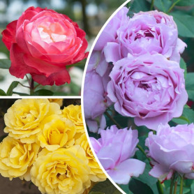 Plantes de roses Collection Exclusive (3 plantes parfumées), mélange de grandes plantes vivaces rustiques, plantes de Hollande p