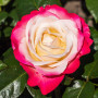 Plantes de roses Collection Exclusive (3 plantes parfumées), mélange de grandes plantes vivaces rustiques, plantes de Hollande p