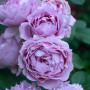 Plantes de roses Collection Exclusive (3 plantes parfumées), mélange de grandes plantes vivaces rustiques, plantes de Hollande p