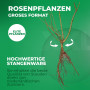 Rose Noir Magic - Lot de 2 plantes à racines nues - Deep Rouge - Noir Blüten, rustique, vivace pour Dramatic massifs