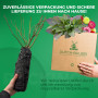 Rose Noir Magic - Lot de 2 plantes à racines nues - Deep Rouge - Noir Blüten, rustique, vivace pour Dramatic massifs