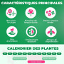 Plante des Rose Jaune (1 plante parfumée), grandes vivaces rustiques, plantes de Hollande pour le jardin et le pot (pas de grain