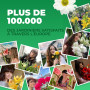 Plante des Rose Jaune (1 plante parfumée), grandes vivaces rustiques, plantes de Hollande pour le jardin et le pot (pas de grain