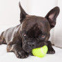 Big Game Hunters Lot de 20 balles de Tennis indestructibles pour Chien, Double résistance, idéales pour Les mâcheurs agressifs