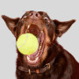 Big Game Hunters Lot de 20 balles de Tennis indestructibles pour Chien, Double résistance, idéales pour Les mâcheurs agressifs