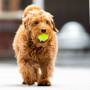 Big Game Hunters Lot de 20 balles de Tennis indestructibles pour Chien, Double résistance, idéales pour Les mâcheurs agressifs