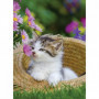 Puzzle 2x500 pieces - Les chatons a la campagne - Puzzle adultes Ravensburger - 41,99 €