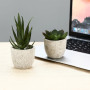 ZHYLUO 5 Pieces Plantes Artificielle, Mini Plantes artificielles Interieur Serpentine, Agave succulentes, Griffe d'aigle Aloe Ve