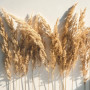 Pampa XXL Séchées Naturelles 100cm, Lot de 4 Fleurs séchées- Pampas sechees Decoration - Decoration Salon - Bouquet Fleurs séché