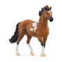 Schleich 13978 Étalon Mangalarga marchador, dès 5 Ans, Horse Club - Figurine, 4 x 18 x 11 cm
