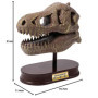 Museum Dino skull Crane de T Rex