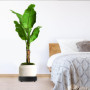 xyuayamz Porte Plante a roulettes, Support Plante Roulette Rond ø 20cm, Capacité de Charge 50kg, Support Pot de Fleur avec Boîte
