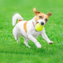 MeoZynxadril 12 Pièces Balles de Tennis d'Entraînement, Jaunes, pour Adultes, Enfants et Chiens - Avec Sac de Transport en Filet