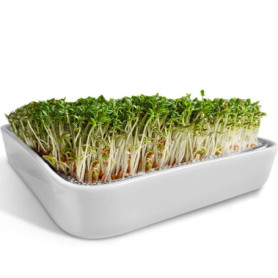 ZELLGUT® Passoire à Cresson, Bac à Germination - 12 cm - Bol en Céramique + Tamis en Acier Inoxydable - Appareil pour la Culture