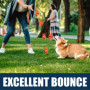 AMA SPORT - AD-Dog-Orange - Balles de Tennis pour Chiens (6,35 cm) -Taille M - Orange - Lot de 12 - Rebond Adapté - Haute Visibi