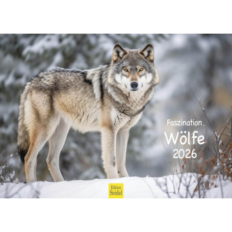 Calendrier Mural 2026 - Loups dans la Neige - Format A3