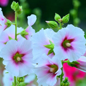 100 Graines de Rose Trémière - Fleurs Sauvages Vivaces pour Balcon et Jardin