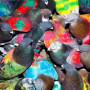 SickElixir - L'Album Personnel de Blawan