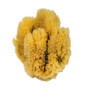 Éponge Naturelle Croll & Denecke K4 - 16-18 cm Jaune