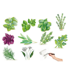 Graines Multicolores d'Herbes Essentielles Germisem