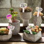 Ensemble de 15 Étiquettes en Bois T-Type pour Jardin et Potager