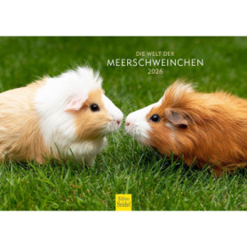 Calendrier mural 2026 Edition Seidel - Cochon d'Inde, Format A4