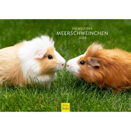 Calendrier mural 2026 Edition Seidel - Cochon d'Inde, Format A4