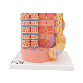 Fibre Musculaire 3B MICROanatomy Agrandie - Modèle Anatomique Interactif