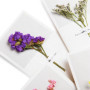 Kit de Fleurs Séchées Naturelles Multicolores pour Bricolage et Décoration