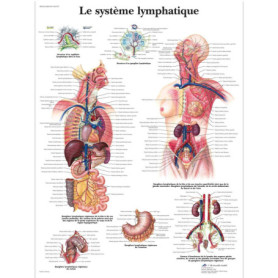 Affiche Laminée du Système Lymphatique Humain - 3B Scientific