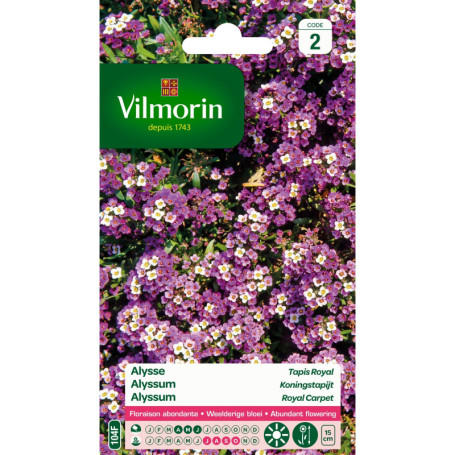 Alysse Violet Vilmorin - Plante Fleurie Compacte pour Jardin
