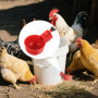 Lot de 16 Abreuvoirs Automatiques pour Poules et Oiseaux