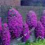 200 Graines d'Aubrieta Cascade Purple - Fleur Couvre-Sol Vivace pour Jardin