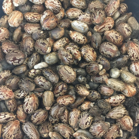 Lot de 250 Graines de Ricin Rouge - Culture Rapide et Récolte Abondante