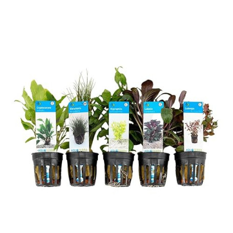 Bloomique - Set de 5 - Plantes d'aquarium véritables - Plantes aquatiques - Purifiantes - Oxygène - Ludwigia, Laîche aiguillon,