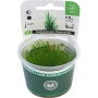 Dennerle Plant IT Invitro Plante pour aquarium – Flame Moss – Taxiphyllum Spec. Flame moss in vitro.