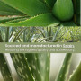 Huile Macérée d'Aloe Vera Pure · Huile d'Aloe Vera Corps, Visage Cheveux · Huile Naturelle Massage Articulations · Aloe Vera Rem
