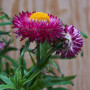 SproutWorld Happy Bee Edition | Crayon en graphite à planter | Capsule de graines d’ Herbes, Légumes & Fleurs pour abeilles, | B
