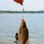 RUNYU 50 Pièces Plomb Peche, Plomb de Pêche Plombs Split Shot Amovibles avec Boîte de Rangement pour la Pêche en Plein Air (2g/3