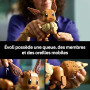 LEGO Pokémon Évoli - Figurine - Set de Construction pour Adulte - Maquette Anime avec Membres, Oreilles & Queue Articulés - Déco