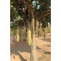 Huile De Kigelia 100% naturel pure importé de cote d'ivoire - avec spray applicateur boueille verre 100ml - raffermis, galbe et