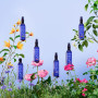 Melvita - Eau Florale, Tonifie et Rafraîchit la peau, 100% Naturelle, Idéale pour Tous types de peau, Certifiée bio, Fabriquée e