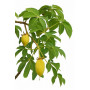 Poudre de Lalo - Feuilles de baobab en poudre - Renforcement des cheveux